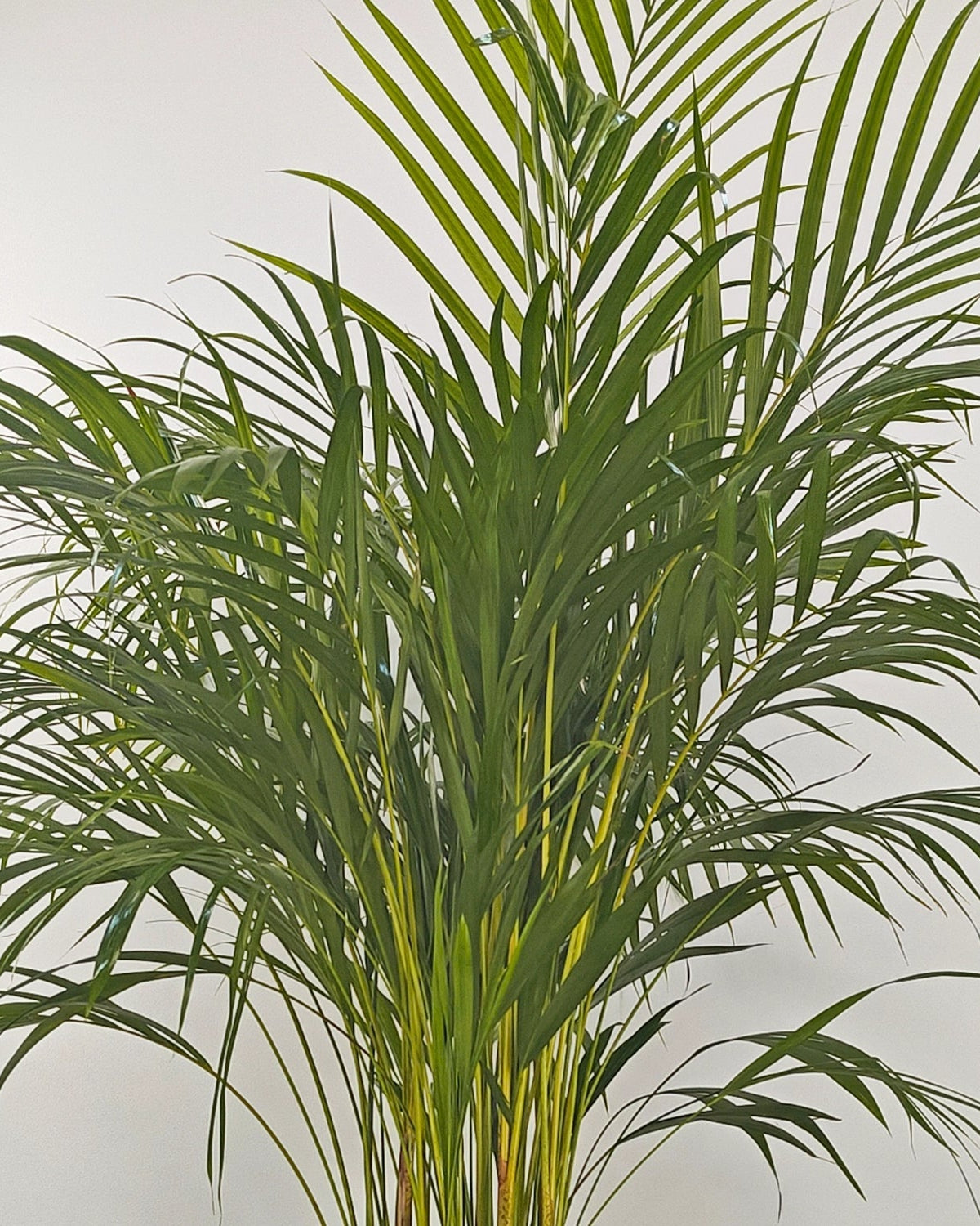 Areca Palm (Dypsis Lutescens) | Medium, 90–100 cm - Acacia Garden Center
