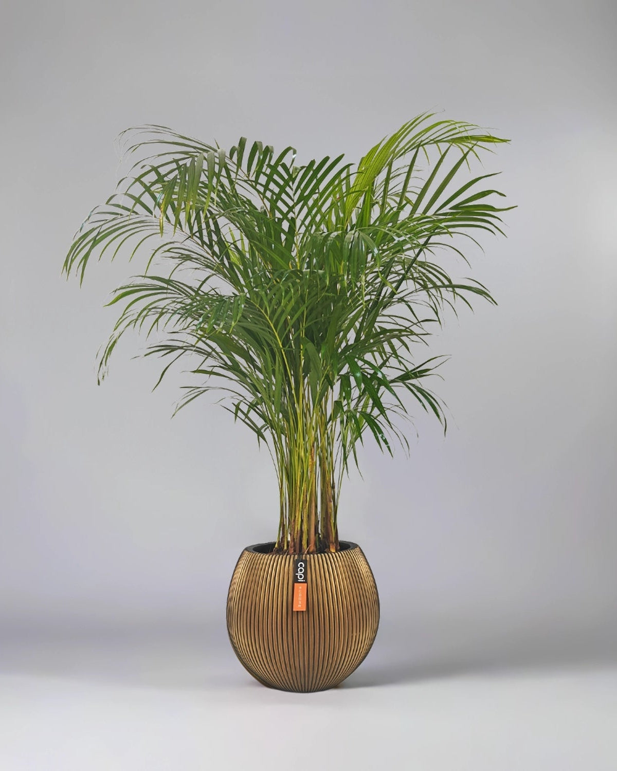 Areca Palm (Dypsis Lutescens) | Medium, 90–100 cm - Acacia Garden Center