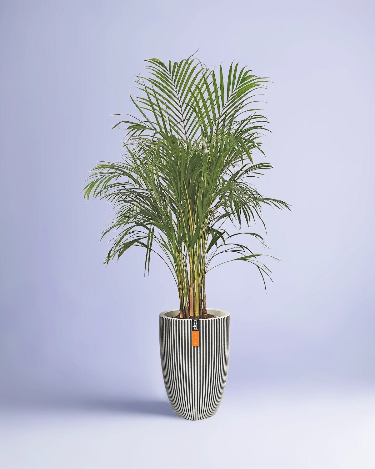 Areca Palm (Dypsis Lutescens) | Medium, 90–100 cm - Acacia Garden Center