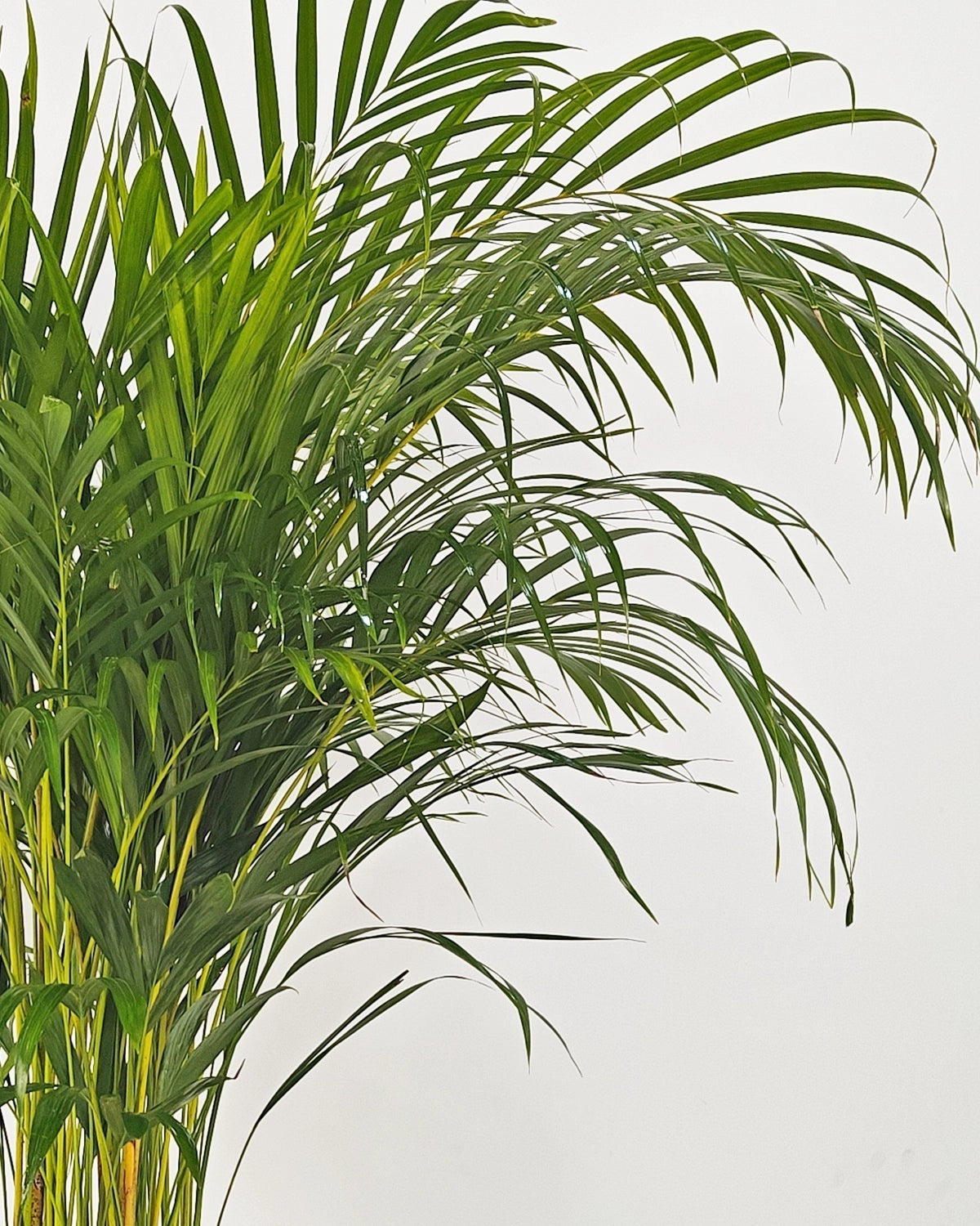 Areca Palm (Palm Chrysalidocarpus) | 1.2 - 1.5 m - Acacia Garden Center