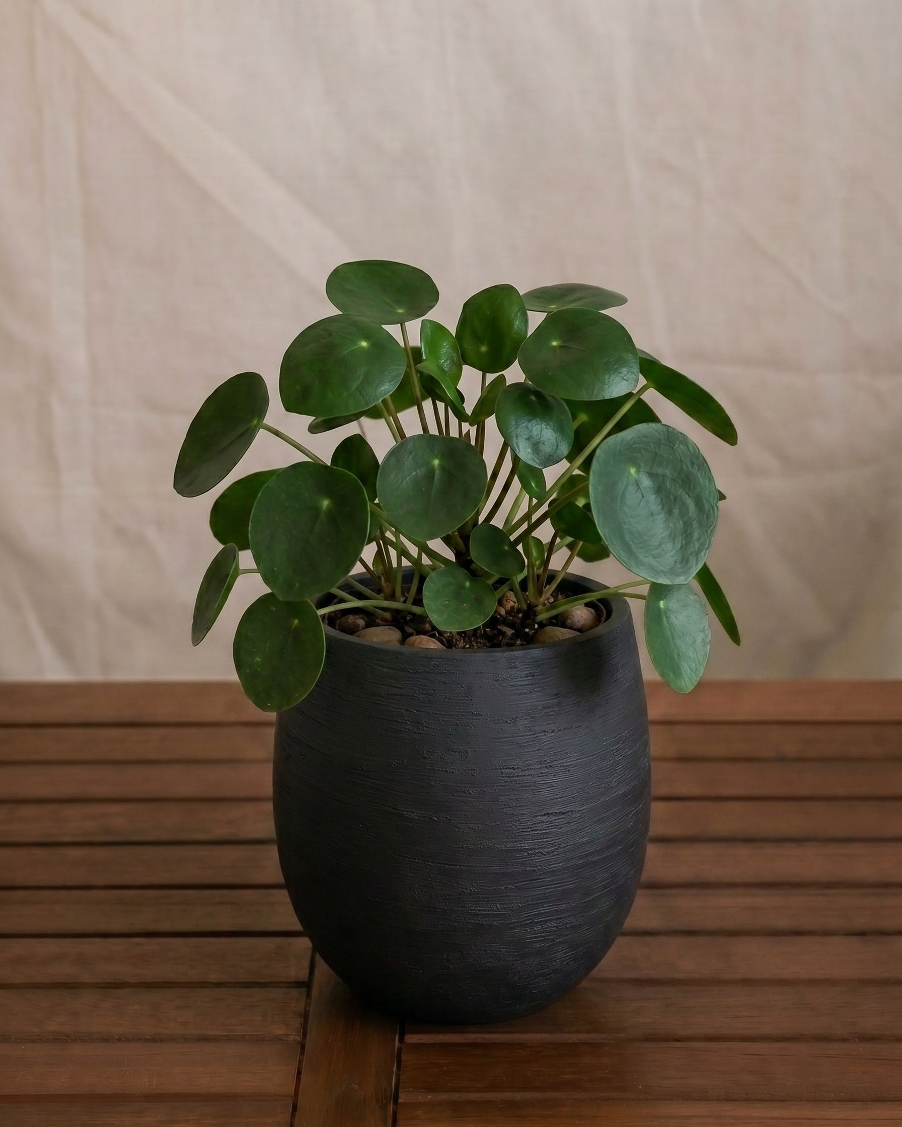 Argento Mini Balloon - Acacia Garden Center
