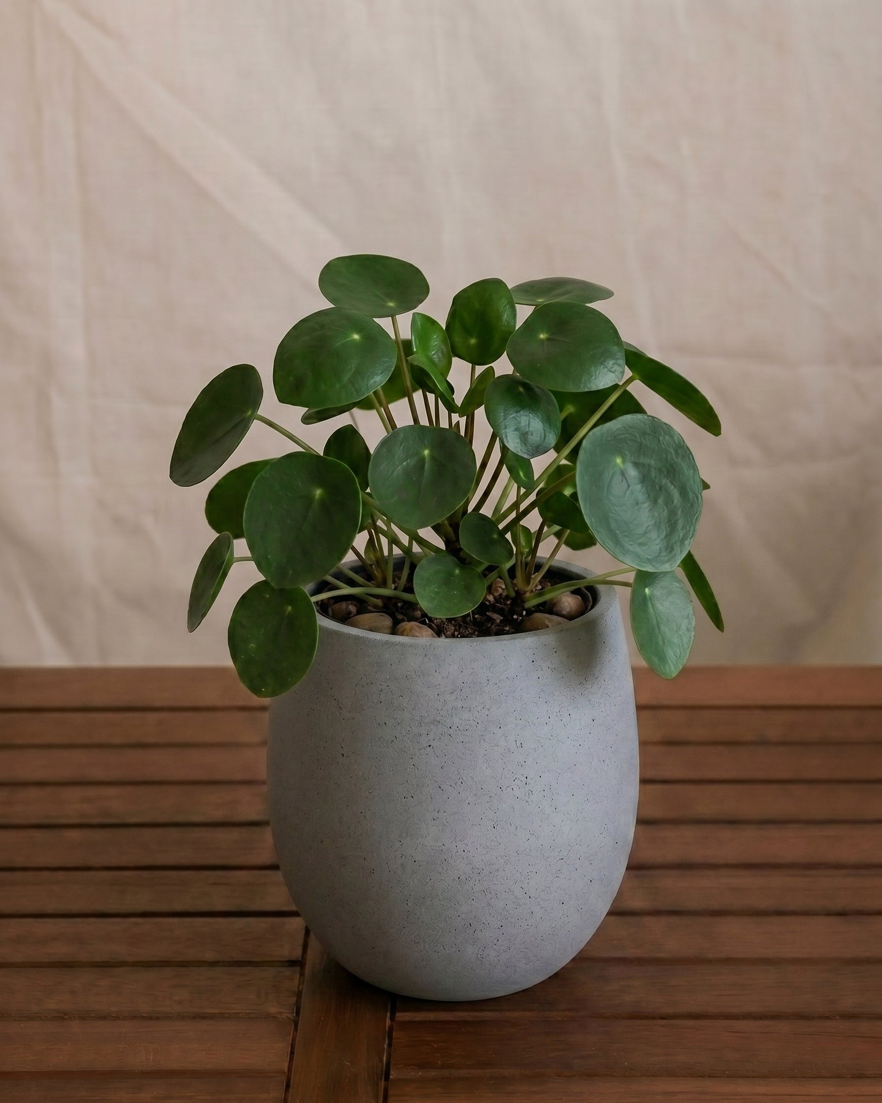 Argento Mini Balloon - Acacia Garden Center