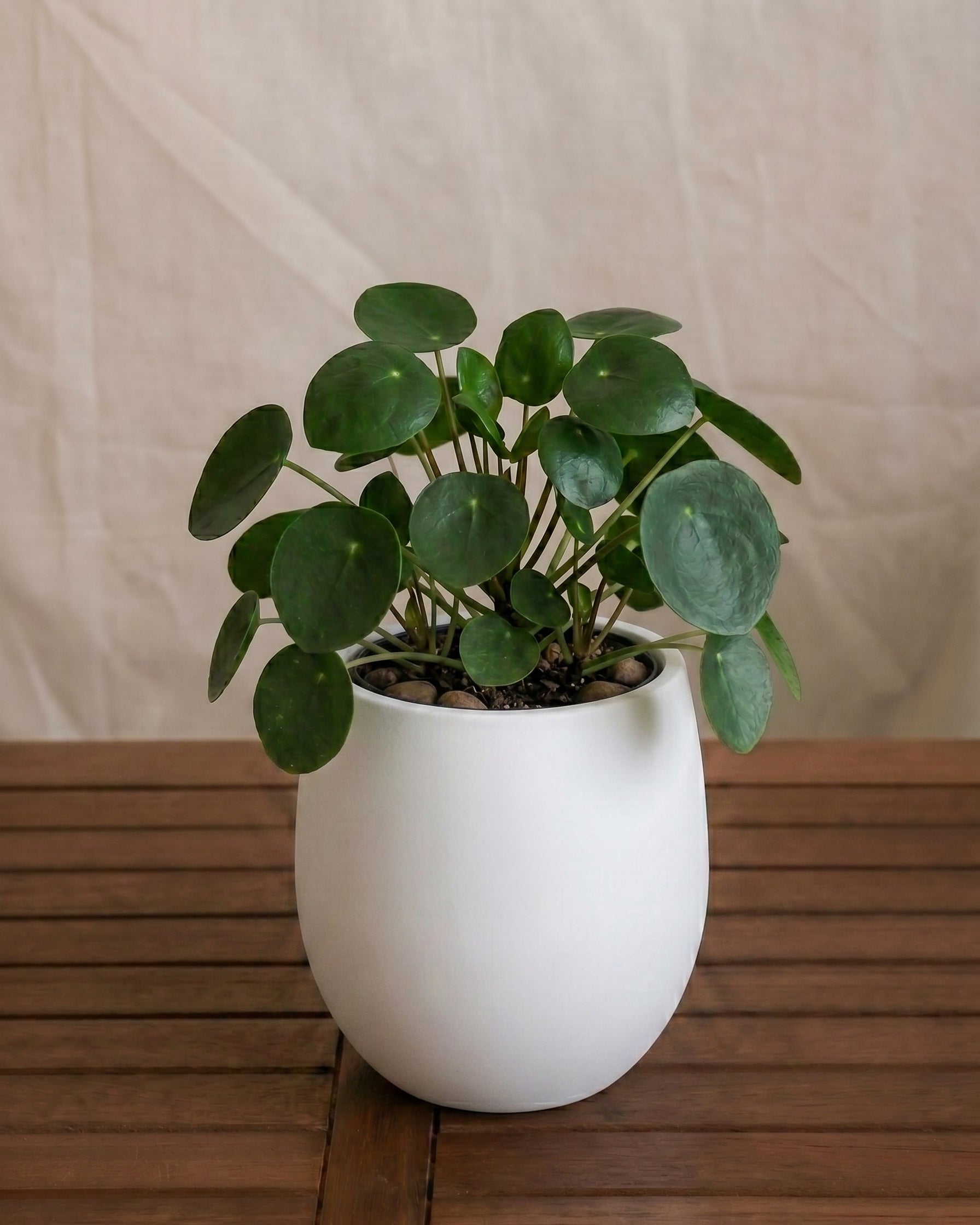 Argento Mini Balloon - Acacia Garden Center