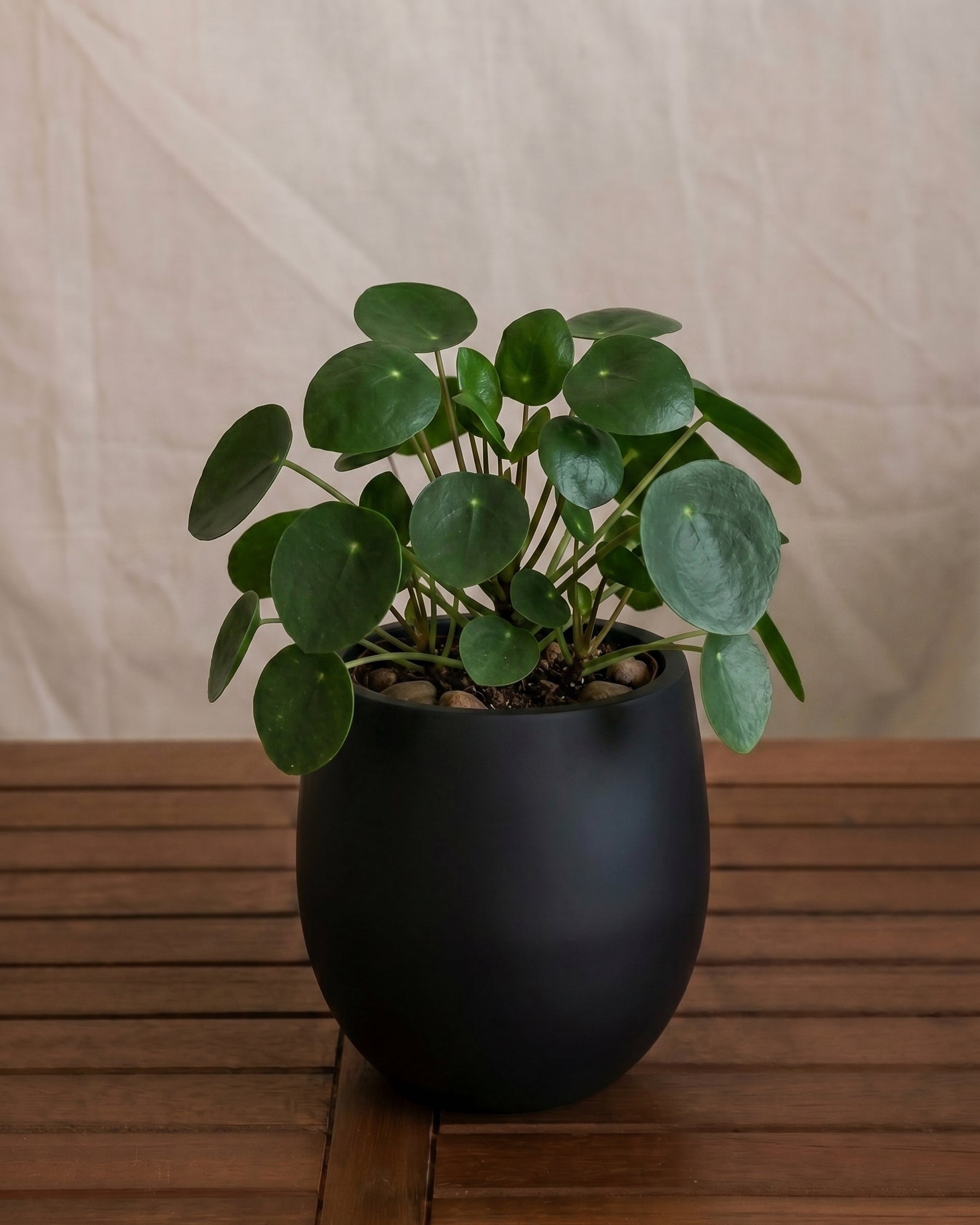 Argento Mini Balloon - Acacia Garden Center