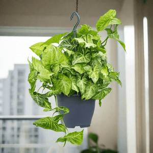 Arrowhead Plant (Syngonium podophyllum) | 25 - 30 cm - Acacia Garden Center