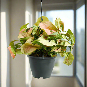 Arrowhead Plant (Syngonium podophyllum) | 25 - 30 cm - Acacia Garden Center