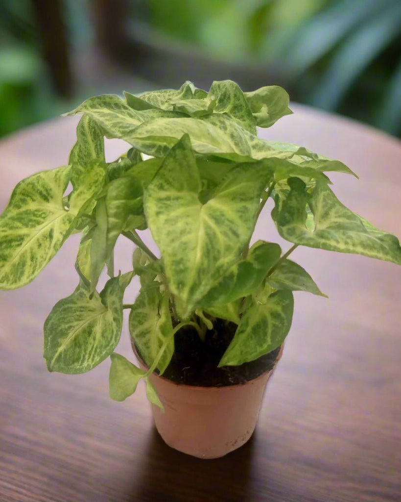 Arrowhead Plant (Syngonium podophyllum) | Starter, 15–20 cm - Acacia Garden Center