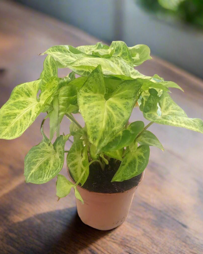Arrowhead Plant (Syngonium podophyllum) | Starter, 15–20 cm - Acacia Garden Center