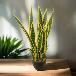 Artificial Sansevieria Trifasciata with Pot 7" TCH - 39 - Acacia Garden Center