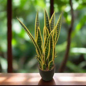 Artificial Sansevieria Trifasciata with Pot 7" TCH - 39 - Acacia Garden Center