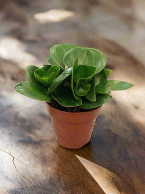 Baby Rubber Plant (Peperomia obtusifolia) | 5 - 10cm - Acacia Garden Center