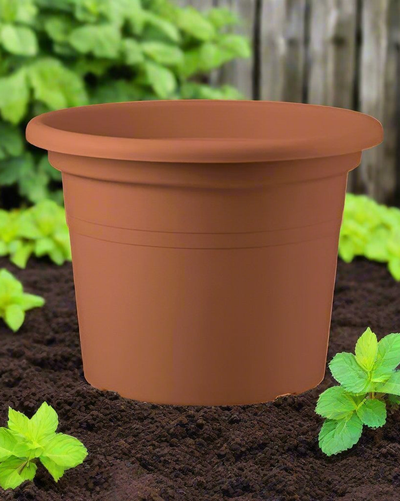 Basic Round, Mix Colors - Acacia Garden Center