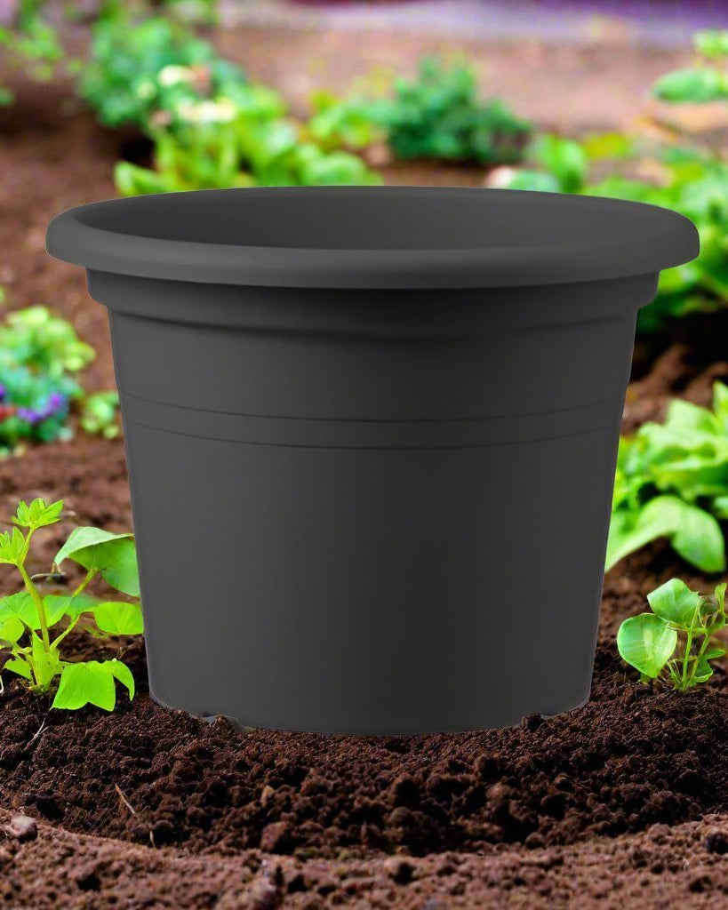 Basic Round, Mix Colors - Acacia Garden Center