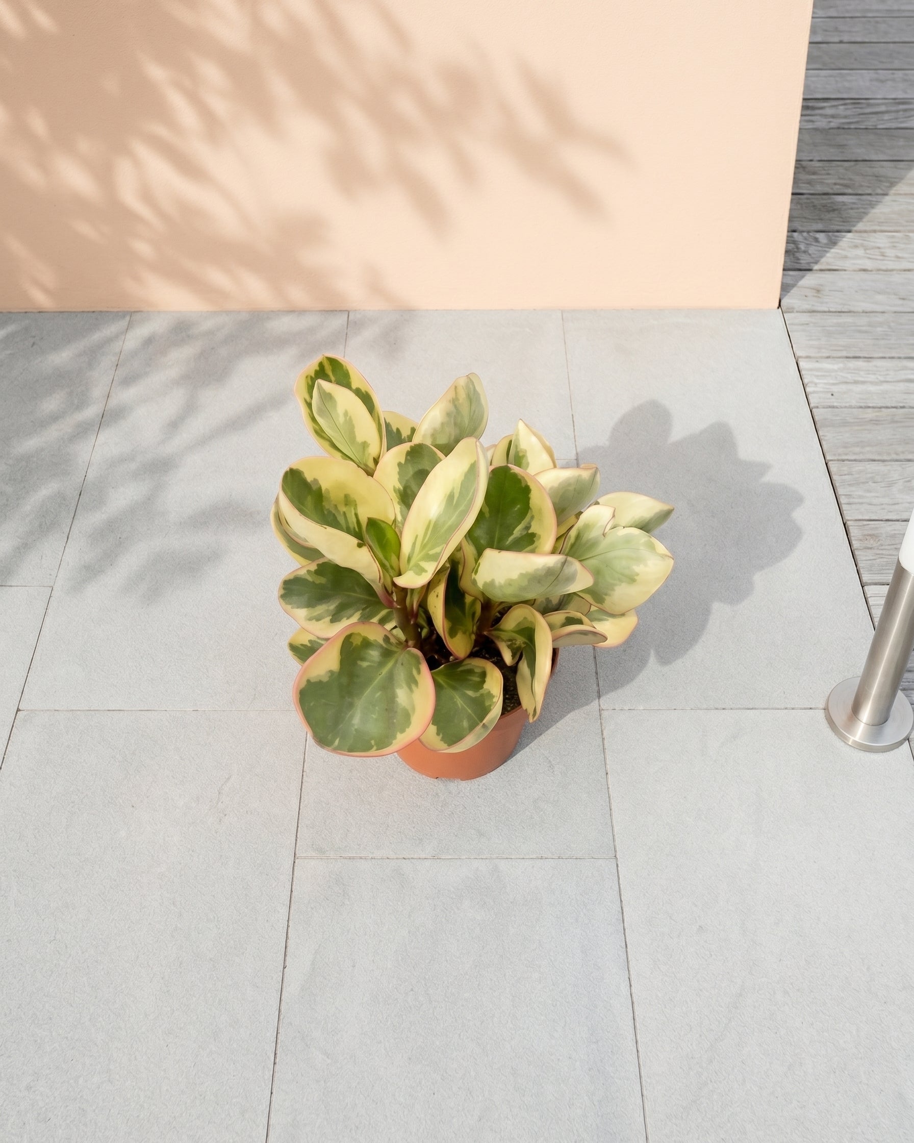 Beetle Peperomia (Peperomia angulata) | Starter, 10–15 cm - Acacia Garden Center