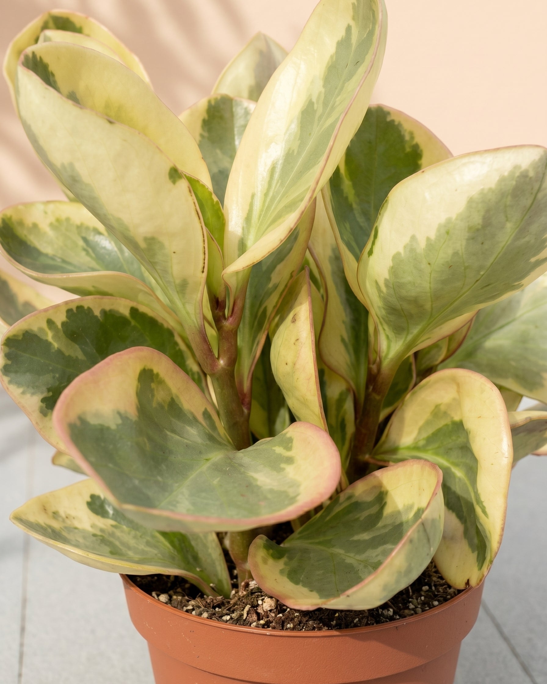 Beetle Peperomia (Peperomia angulata) | Starter, 10–15 cm - Acacia Garden Center