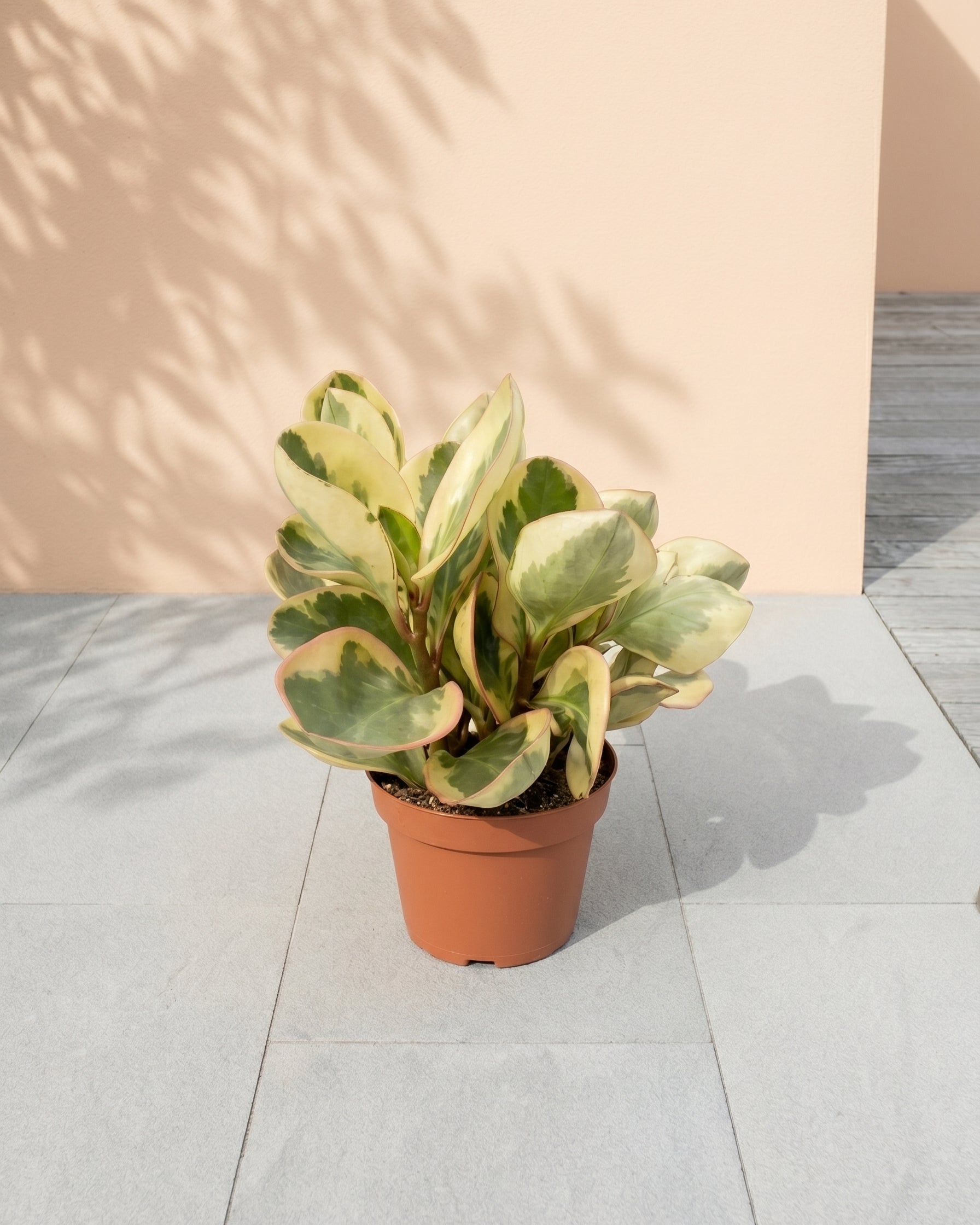 Beetle Peperomia (Peperomia angulata) | Starter, 10–15 cm - Acacia Garden Center