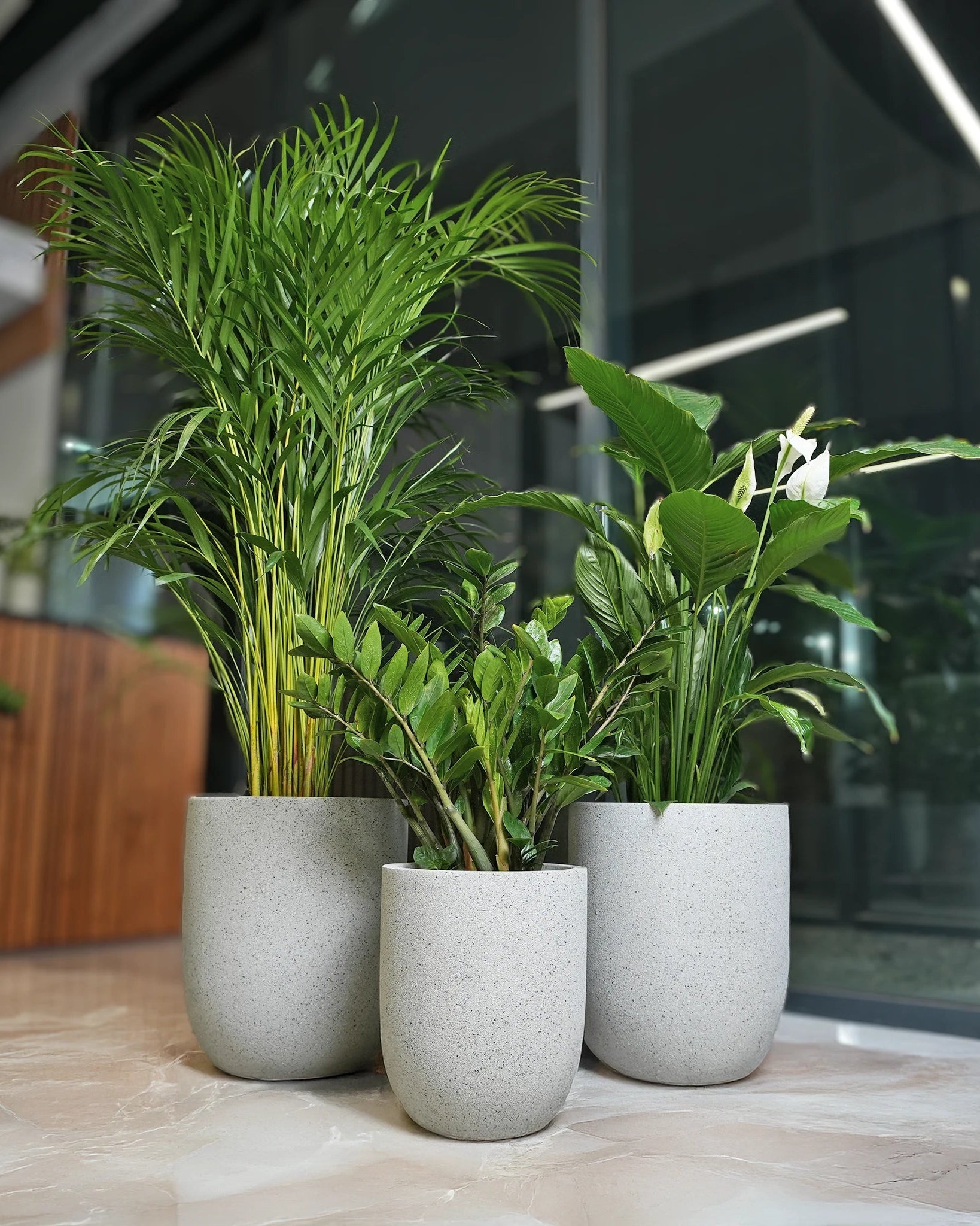 Beginner Friendly Bundle - Acacia Garden Center