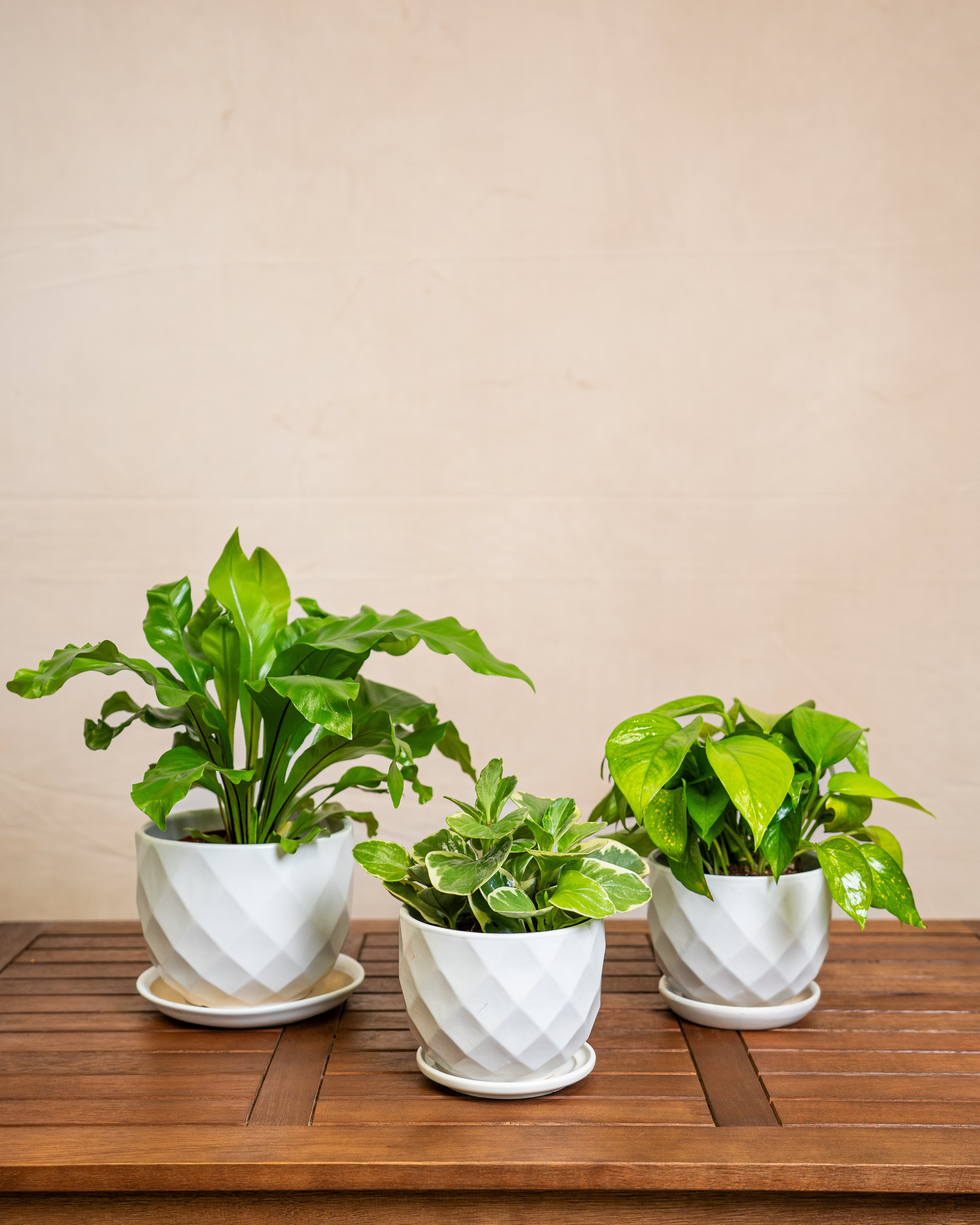 Beginner Friendly (Low Maintenance) - Acacia Garden Center