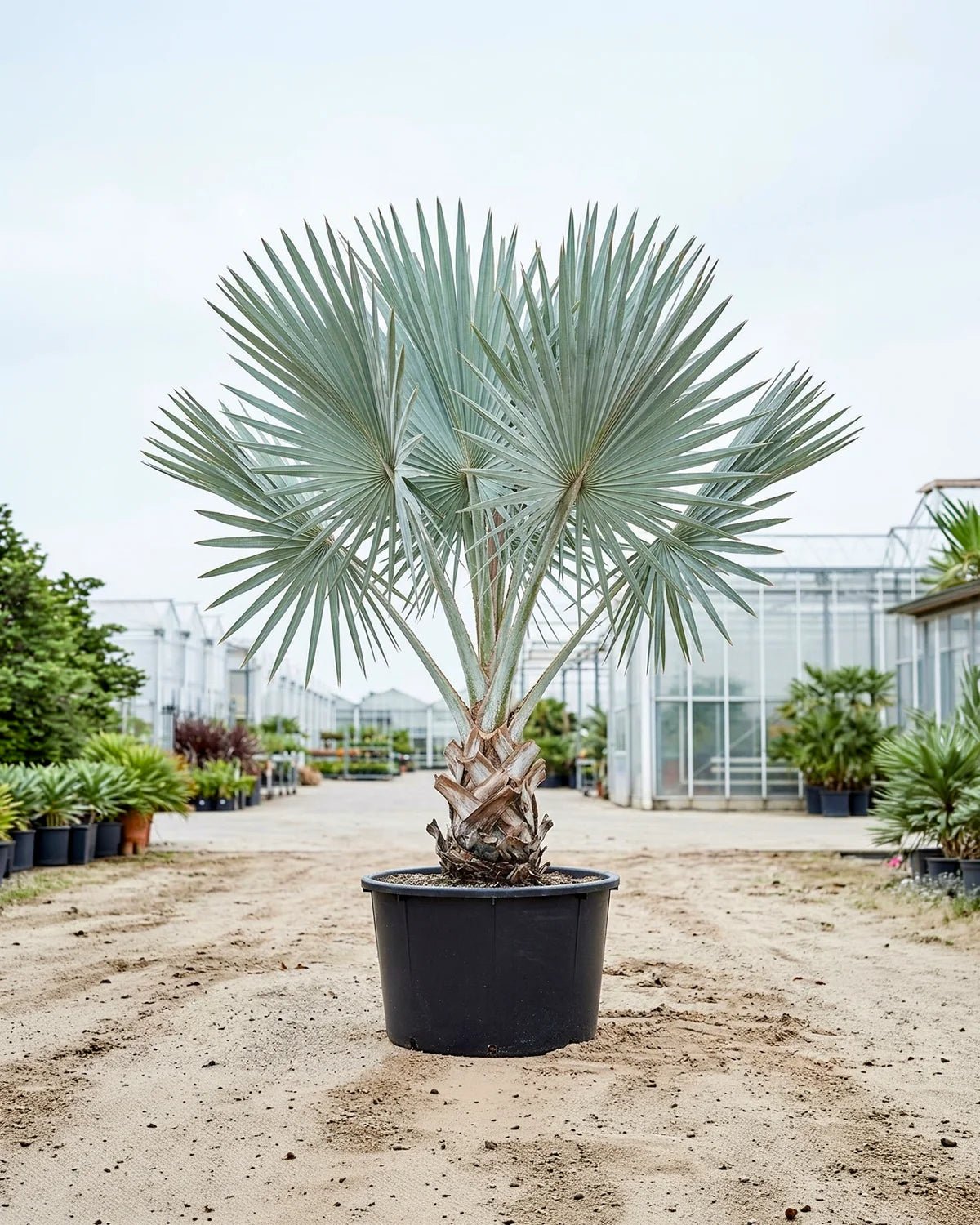 Bismarck Palm (Bismarckia nobilis) | 2.0–2.5 m, 70–80 cm Clear Trunk - Acacia Garden Center