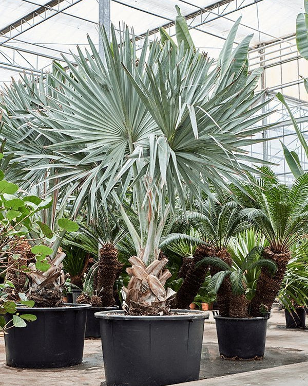 Bismarck Palm (Bismarckia nobilis) | 2.0–2.5 m, 70–80 cm Clear Trunk - Acacia Garden Center