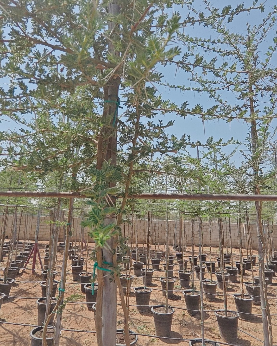 Blackthorn Acacia (Acacia mellifera) | 2.5–3.0 m, 16 cm Girth - Acacia Garden Center