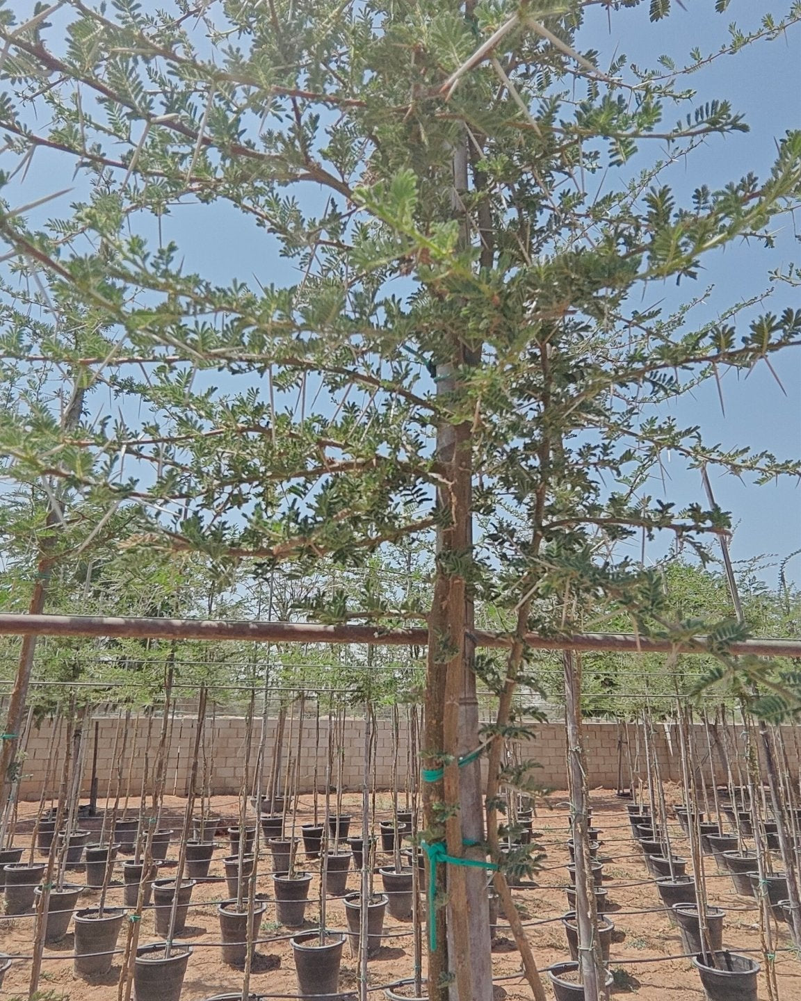 Blackthorn Acacia (Acacia mellifera) | 2.5–3.0 m, 16 cm Girth - Acacia Garden Center