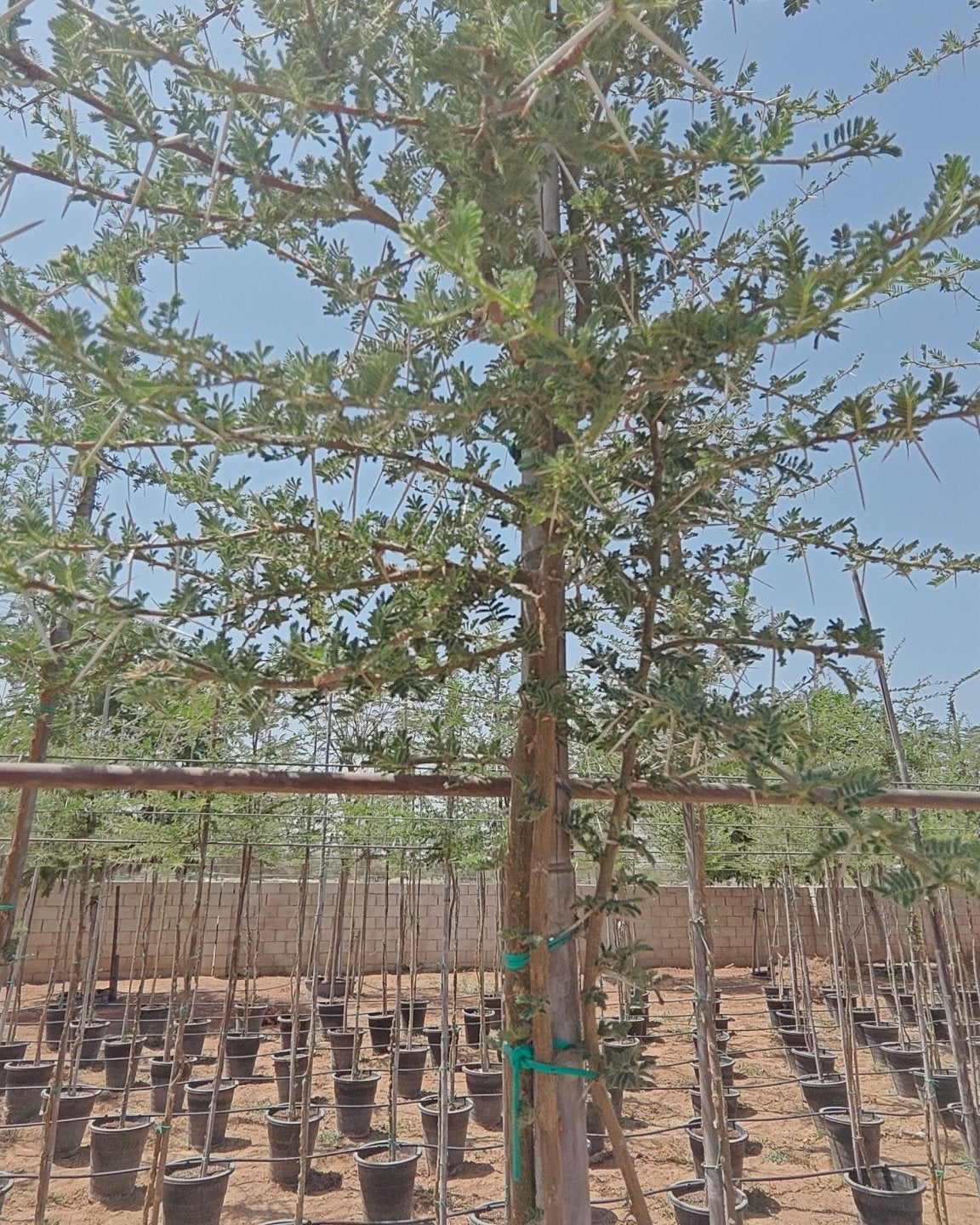 Blackthorn Acacia (Acacia mellifera) | 2.5–3.0 m, 16 cm Girth - Acacia Garden Center
