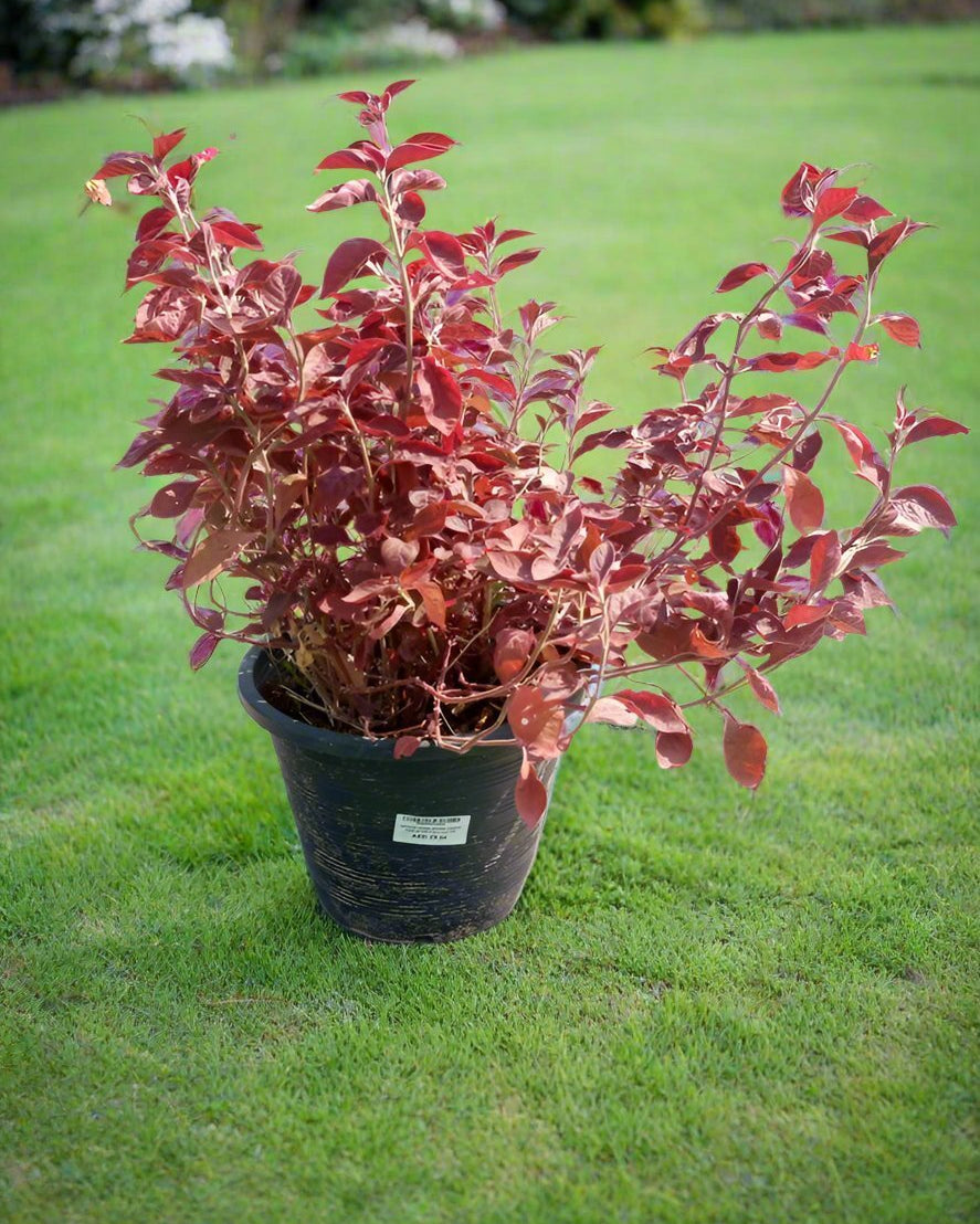 Bloodleaf (Iresine lindenii) | Ground Cover, 20–25 cm - Acacia Garden Center