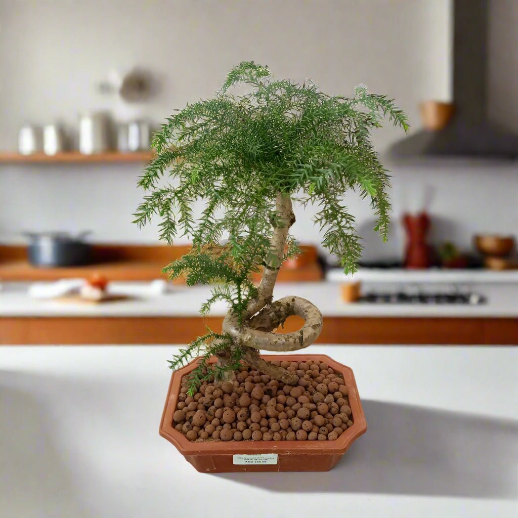 Bonsai Araucaria Heterophylla (Norfolk Island Pine) | 40 - 50cm - Acacia Garden Center