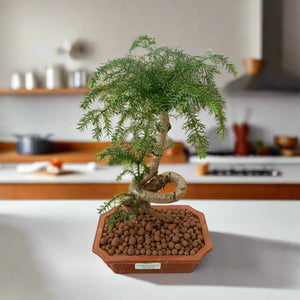 Bonsai Araucaria Heterophylla (Norfolk Island Pine) | 40 - 50cm - Acacia Garden Center