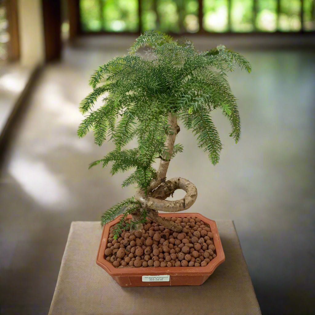 Bonsai Araucaria Heterophylla (Norfolk Island Pine) | 40 - 50cm - Acacia Garden Center