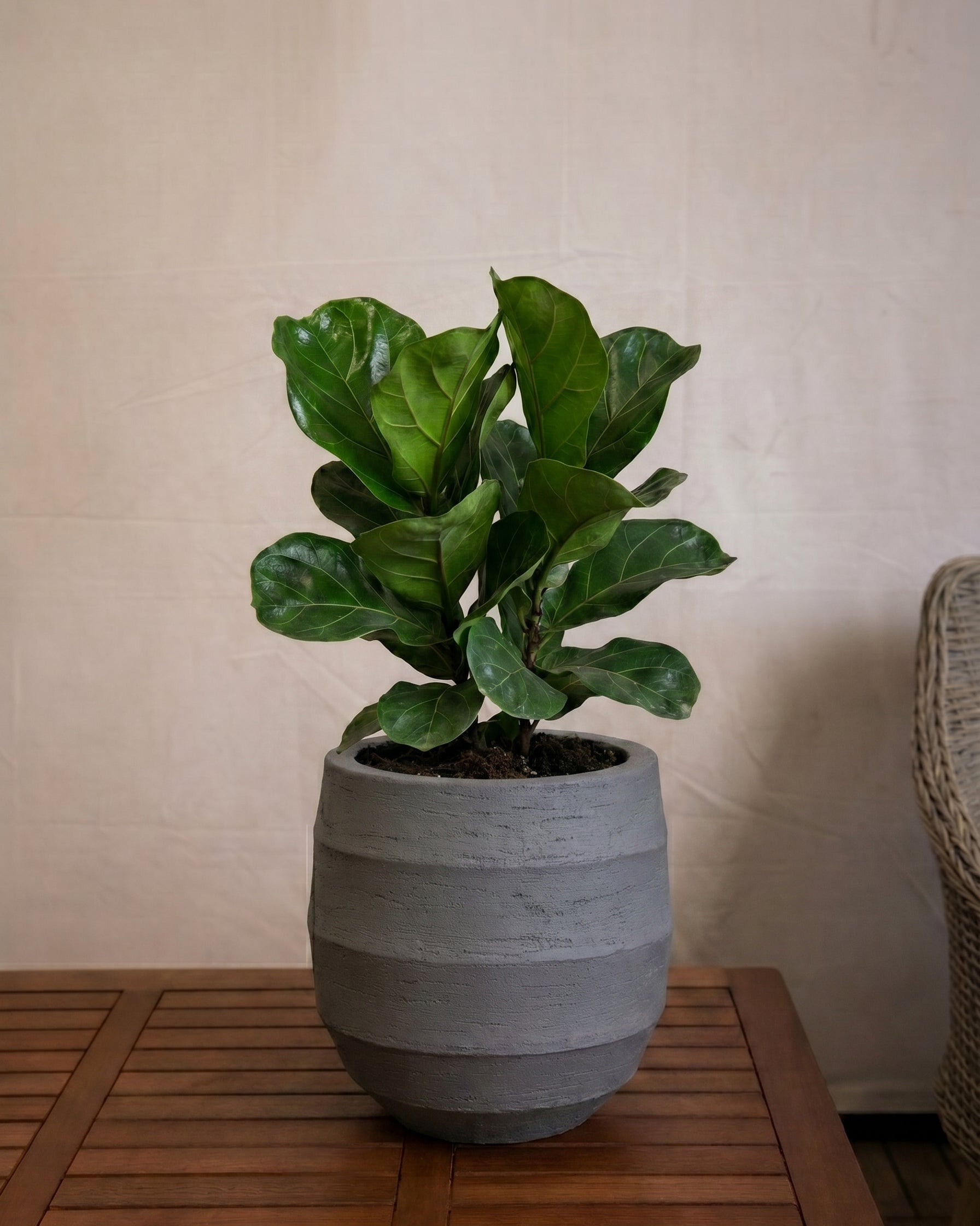 Bordo Balloon | Sphere Planter, Dia. 30–55 cm - Acacia Garden Center