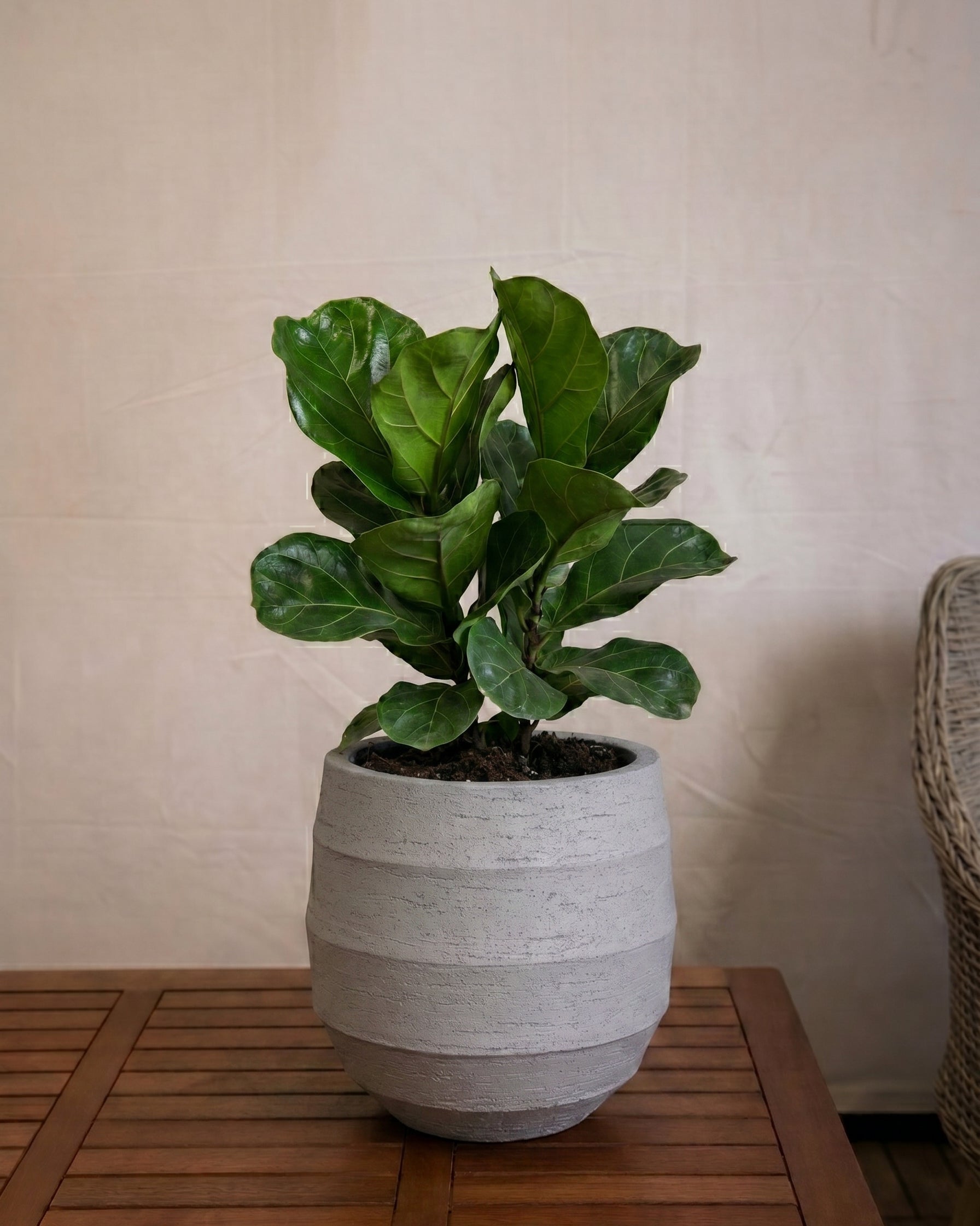 Bordo Balloon | Sphere Planter, Dia. 30–55 cm - Acacia Garden Center
