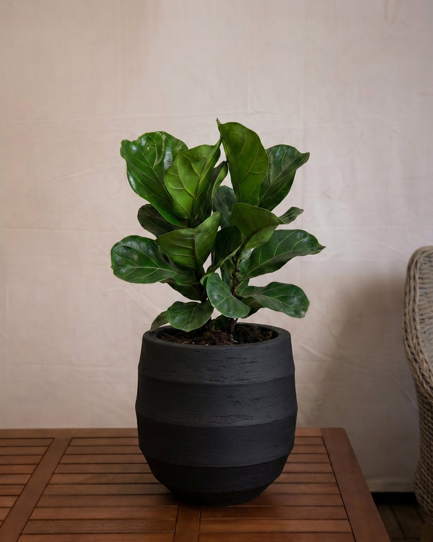 Bordo Balloon | Sphere Planter, Dia. 30–55 cm - Acacia Garden Center
