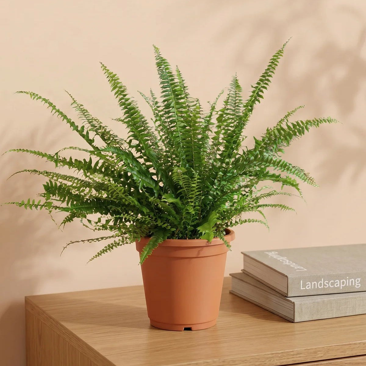 boston fern indoor hanging plant Buy Boston Fern (Nephrolepis exaltata) Hanging 30-40cm