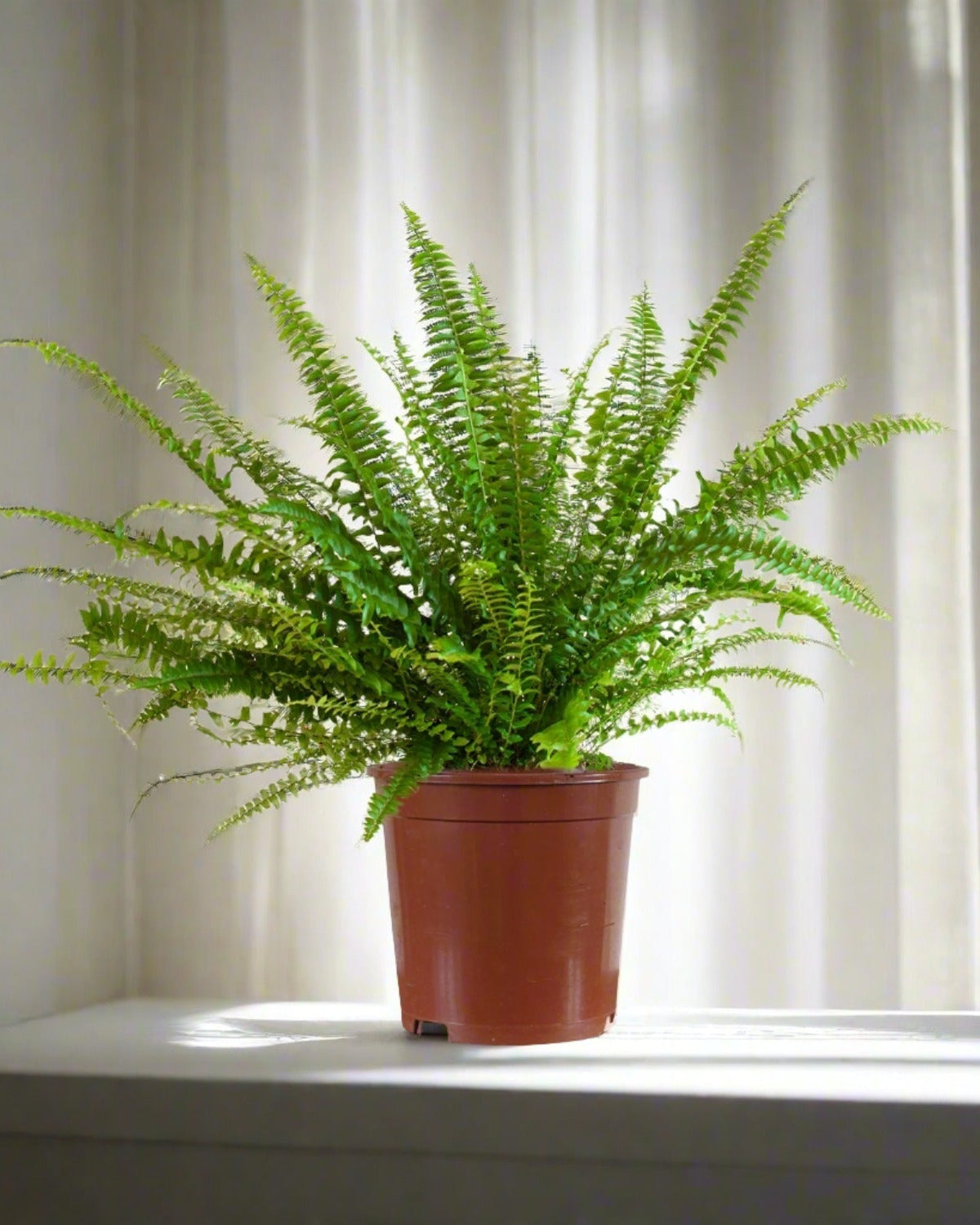 Boston Fern (Nephrolepis exaltata) Hanging 30 - 40cm - Acacia Garden Center