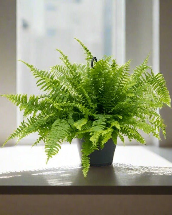 Boston Fern (Nephrolepis exaltata) Hanging 30 - 40cm - Acacia Garden Center