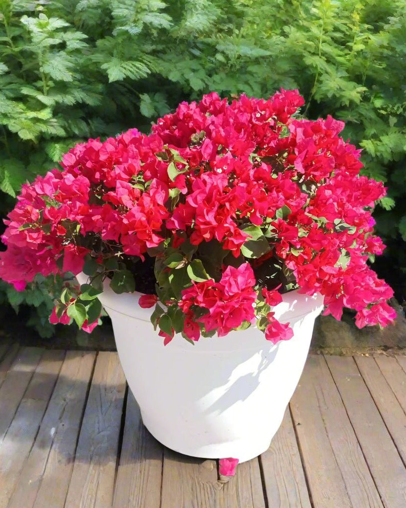 Bougainvillea Bush (Bougainvillea glabra) | Mixed Colour, 70–80 cm - Acacia Garden Center