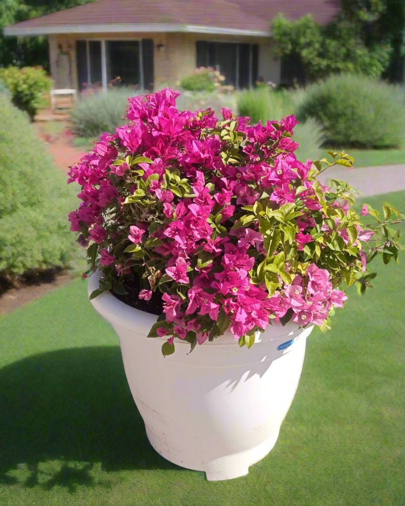 Bougainvillea Bush (Bougainvillea glabra) | Mixed Colour, 70–80 cm - Acacia Garden Center