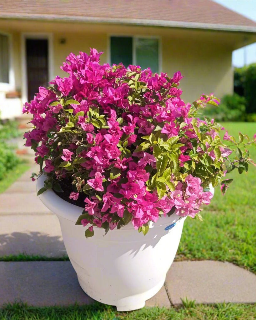 Bougainvillea Bush (Bougainvillea glabra) | Mixed Colour, 70–80 cm - Acacia Garden Center