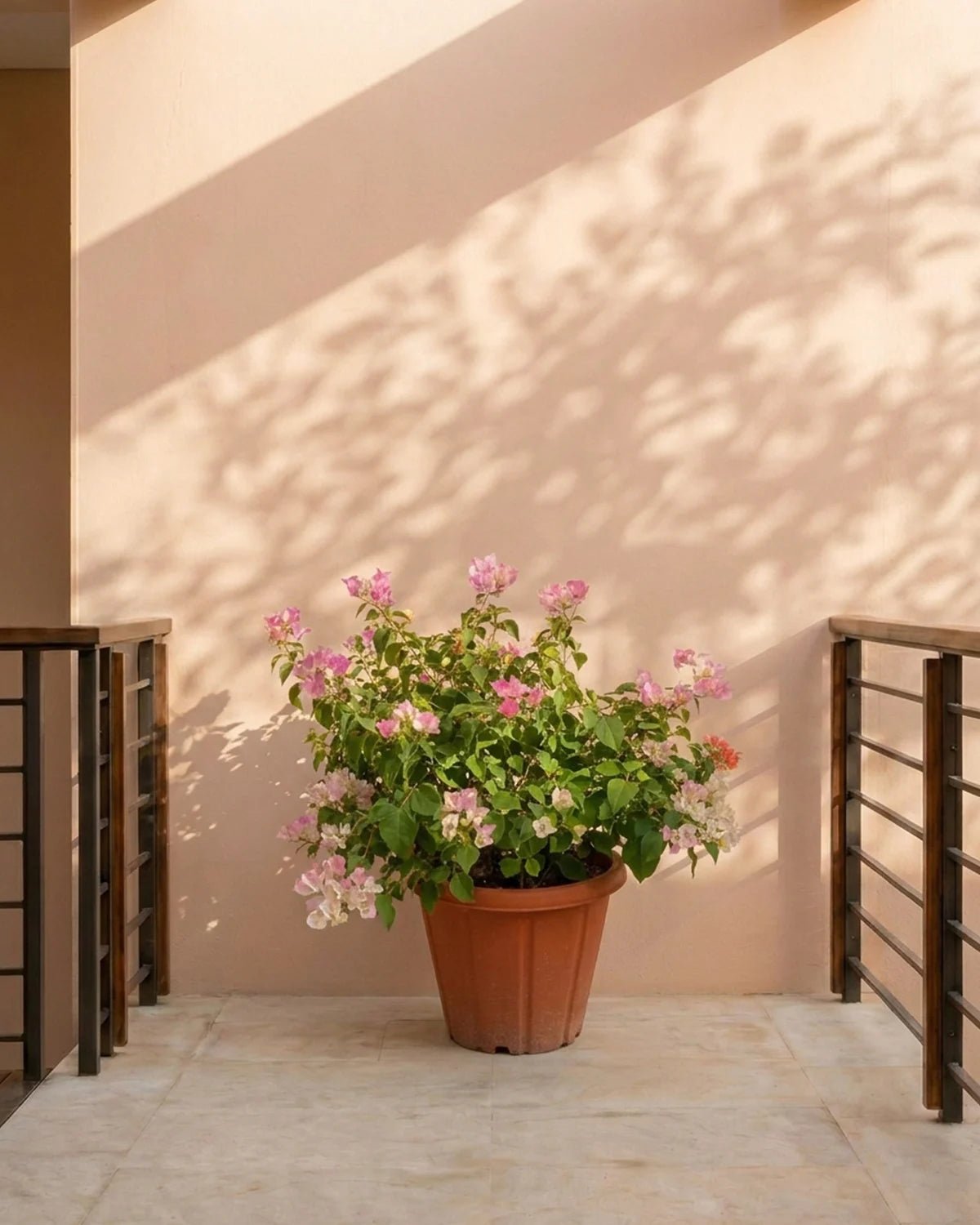Bougainvillea Bush (Bougainvillea glabra) | Mixed Colour, 70–80 cm - Acacia Garden Center
