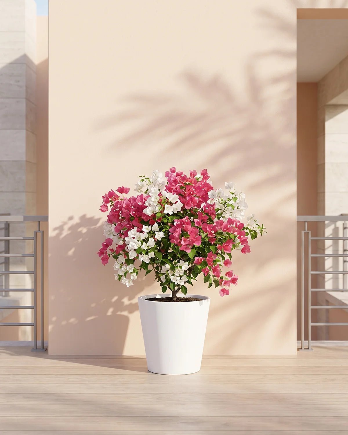 Bougainvillea Bush (Bougainvillea glabra) | Mixed Colour, 70–80 cm - Acacia Garden Center