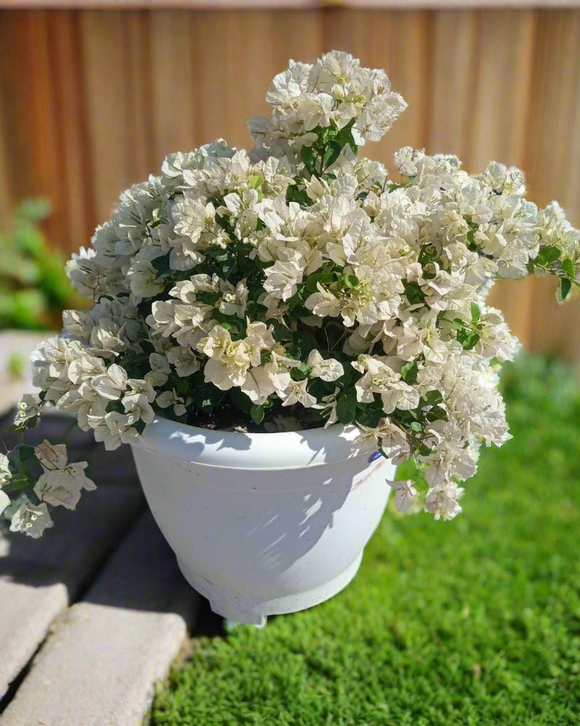 Bougainvillea Bush (Bougainvillea glabra) | Mixed Colour, 70–80 cm - Acacia Garden Center