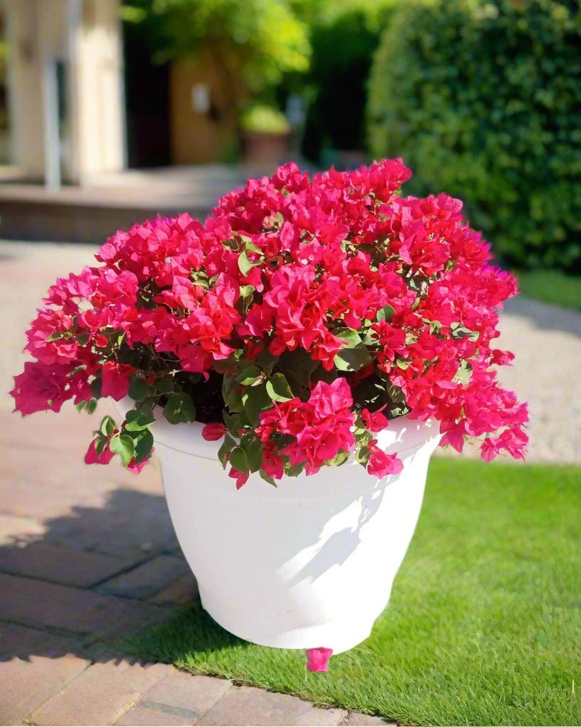 Bougainvillea Bush (Bougainvillea glabra) | Mixed Colour, 70–80 cm - Acacia Garden Center