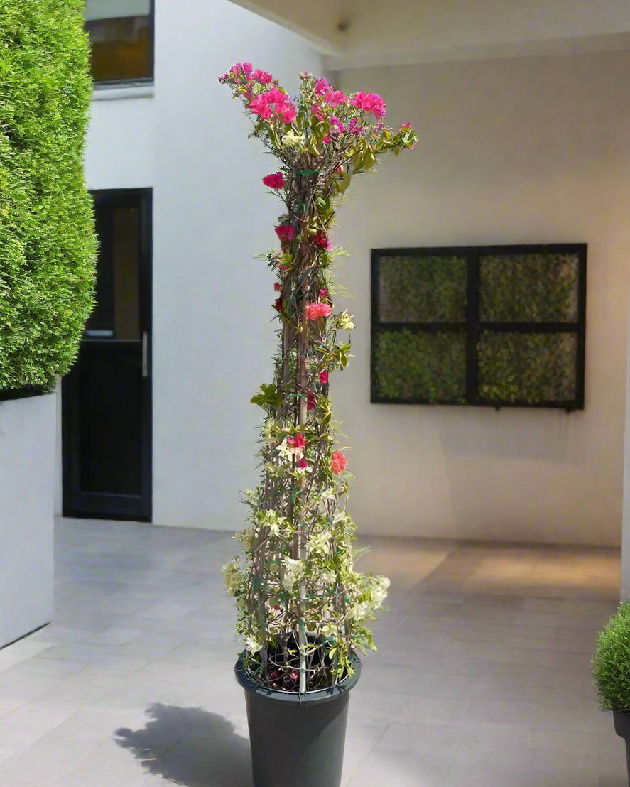 Bougainvillea Cone (Bougainvillea Glabra) | Grafted Topiary, 1.8–2.0 m - Acacia Garden Center