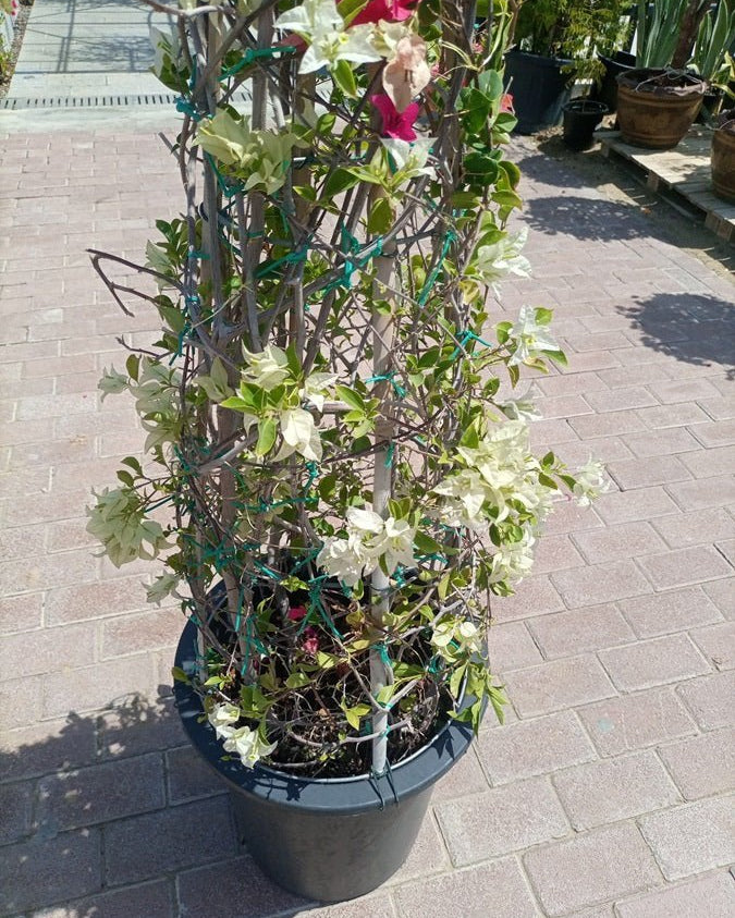 Bougainvillea Cone (Bougainvillea Glabra) | Grafted Topiary, 1.8–2.0 m - Acacia Garden Center