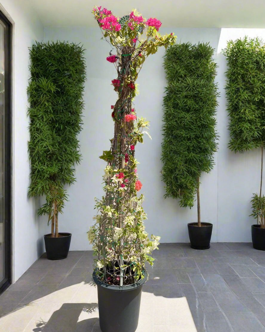 Bougainvillea Cone (Bougainvillea Glabra) | Grafted Topiary, 1.8–2.0 m - Acacia Garden Center