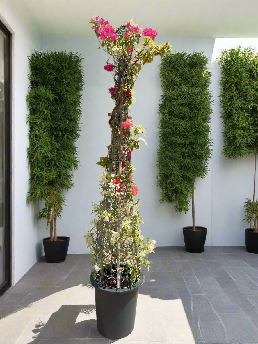 Bougainvillea Cone (Bougainvillea Glabra) | Grafted Topiary, 1.8–2.0 m - Acacia Garden Center