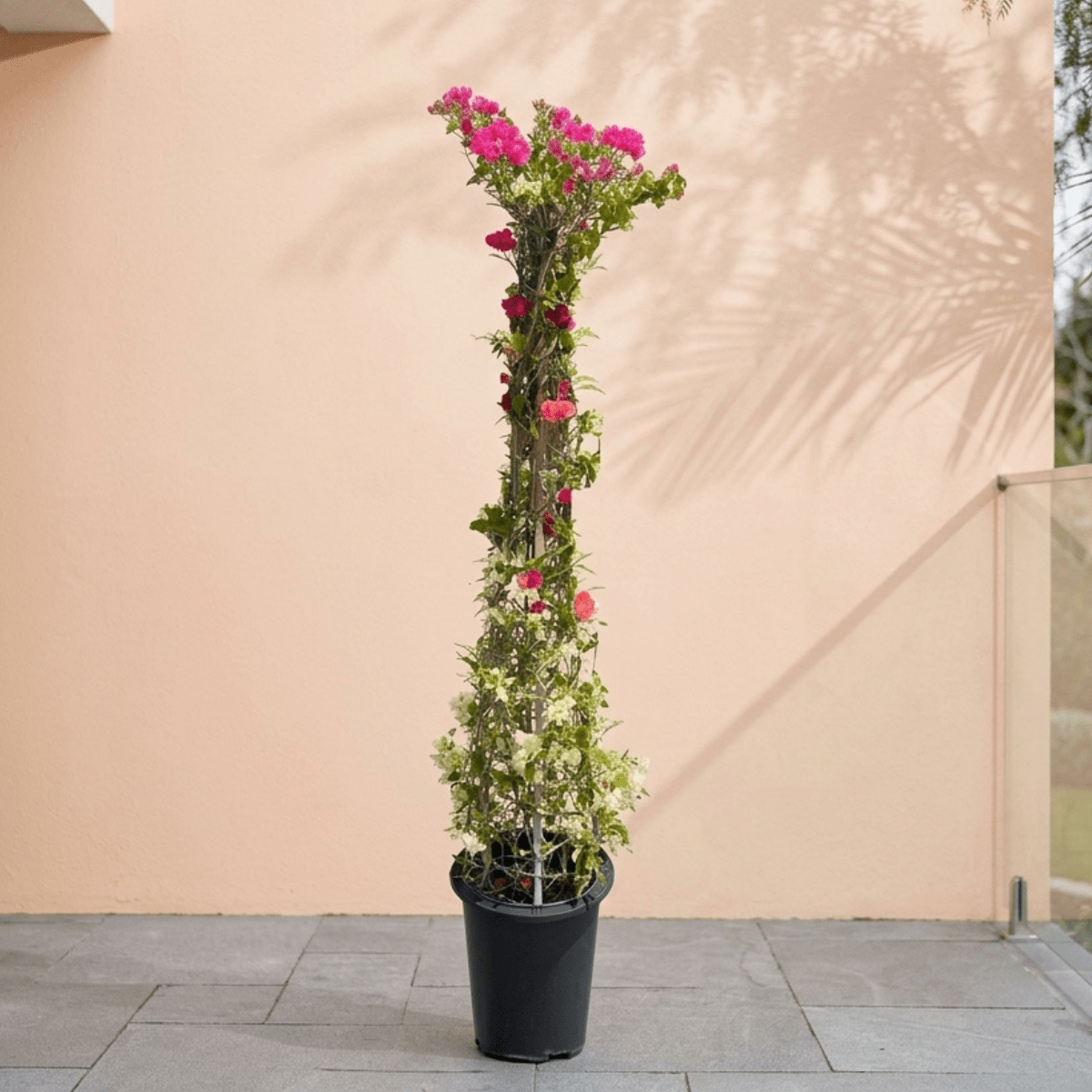 Buy Bougainvillea Glabra Grafted Cone Shape 1.8 - 2.0m