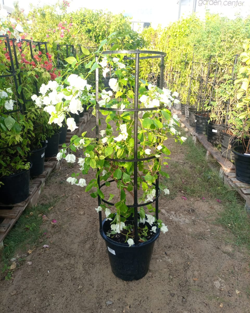 Bougainvillea Mixed (Bougainvillea Glabra) | 3 Plants per Pot, 90–100 cm - Acacia Garden Center